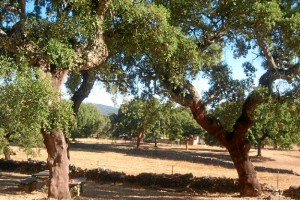 La Sierra de Aracena y Picos de Aroche cuenta con 25 senderos señalizados. / Foto: Junta de Andalucía. 