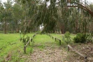 El 'Arboreto del Villar' recorre una zona botánica dedicada al eucalipto. / Foto: Junta de Andalucía.