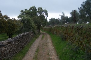 Una imagen del camino entre las Cumbres.  / Foto: Junta de Andalucía.