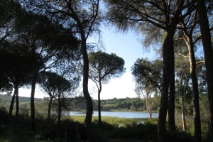 Sendero 'Dehesa del Estero'. / Foto: Junta de Andalucía.