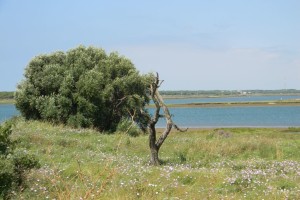 'El Almendral', en la zona de la Isla Saltés. / Foto: Junta de Andalucía.