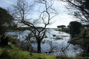 Una bella imagen de la Laguna del Acebuche. / Foto: Junta de Andalucía.