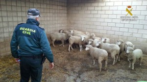 Intervenidos 57 animales de ganado ovino en la localidad de Paymogo.