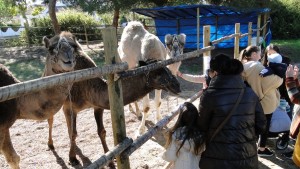 Camellos en el redil.