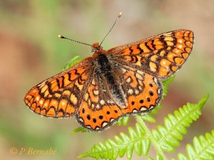 Euphydryas aurinia beckeri. / Foto: Pedro Bernabé.