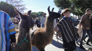 Llamas en el desfile.