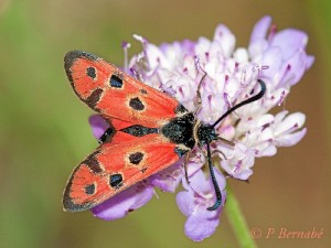 Zygaena hilaris. Foto:  Pedro Bernabé