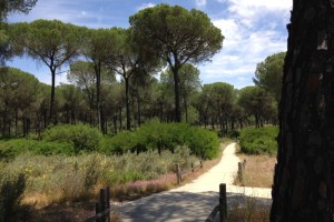 Un recorrido por el corazón de Doñana.