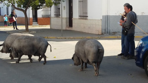 Se cree que esta tradición data de mediados del siglo XIX.