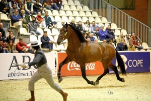 Junto a 'Atrevido Mango' ha hecho historia en el SICAB 2017. 