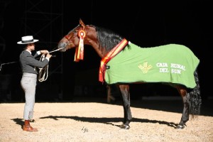 Trabaja a diario para ser capaz de mostrar y potenciar la belleza del caballo. / Foto: Alberto Martínez Bracero.