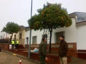 Los trabajadores recogen naranjas en Valverde.