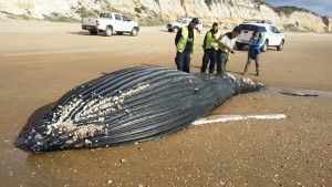 Imagen de la ballena. 