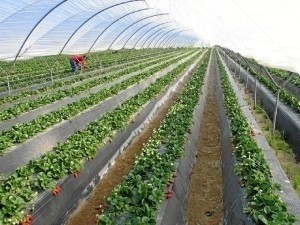 Agricultura ha pasado de 34.100 a 33.300 ocupados.