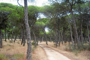 La provincia de Huelva cuenta con siete carriles para hacer cicloturismo. / Foto: Junta de Andalucía.