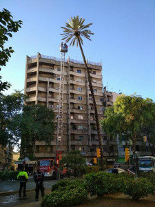 Imagen de las labores realizadas hoy en La Palmera. / Foto: Fermín Cabanillas.