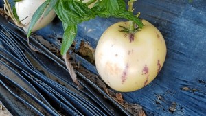 El fruto está llegando al mercado a un precio de 3 € / kilo, por lo que a Garrocho le gustaría que se rebajara a 2 €/kilo.