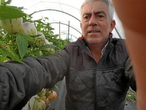 Alberto Garrocho, en la finca en la que está cultivando el pepino melón. 