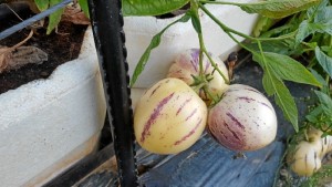 Un cultivo experimental que espera asentarse en el mercado europeo.