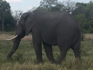 El marfil y las patas de elefantes, dos elementos muy codiciados por los furtivos.