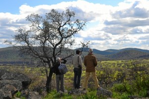 El objetivo de este estudio se centra en las posibilidades de restauración de las zonas adehesadas afectadas por el incendio, permitiendo su regeneración y su mantenimiento ecológico y económico.