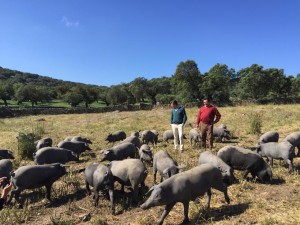 La periodista visitó una dehesa en la Sierra de Aracena.