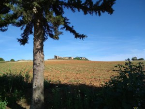 Vista de los restos del convento de Morañina, en el término municipal de Bollullos.