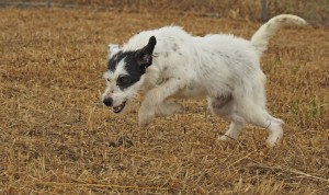 perro refugio de animales