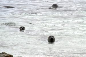 Sus aguas están habitadas por una extensa población de focas.