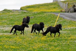 El poni de las Shetland es una de las razas de poni más pequeñas que existen. El archipiélado cuenta con una importante población de este animal.