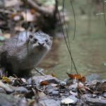 Nutria paleártica