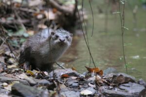 Nutria paleártica