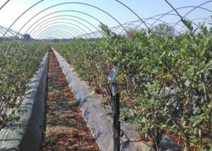 Plataforma en Defensa de los Regadíos del Condado