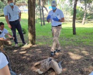 Academia de crímenes contra la fauna