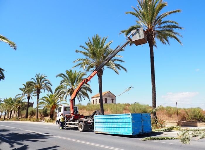 campaña de podas de árboles