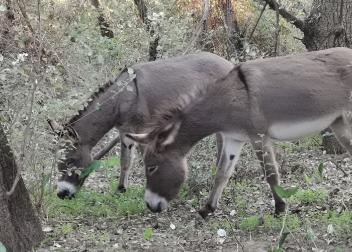 burros bomberos de Doñana