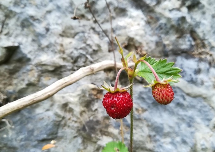 producción semanal de fresas