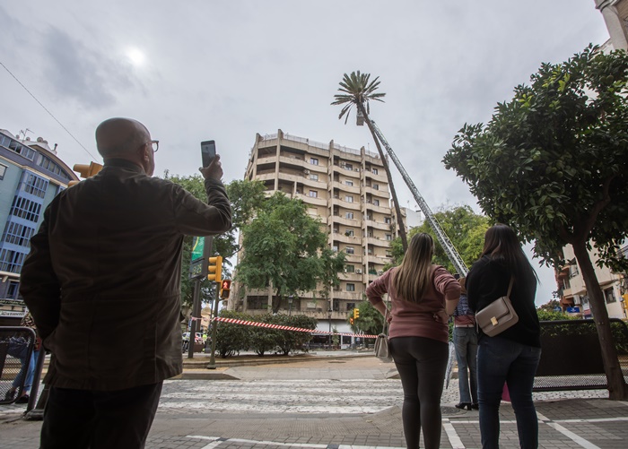 palmera de Quintero Báez