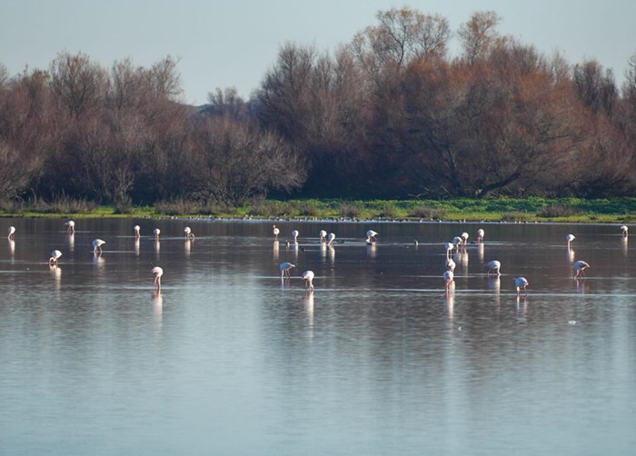 fondos de Doñana