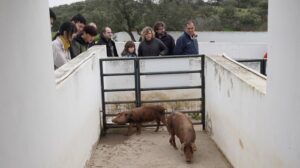 Abierto el plazo para participar en las XI Jornadas ‘Costumbres y tradiciones del cerdo ibérico’ 