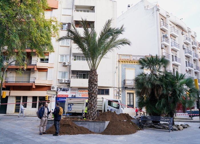 nueva palmera