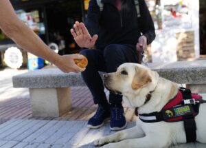 perros guía de la ONCE