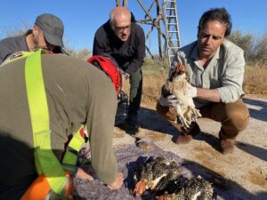 pollos de águila pescadora