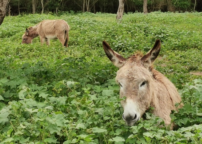 Día Internacional del burro