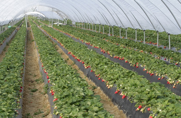 Frutos Rojos