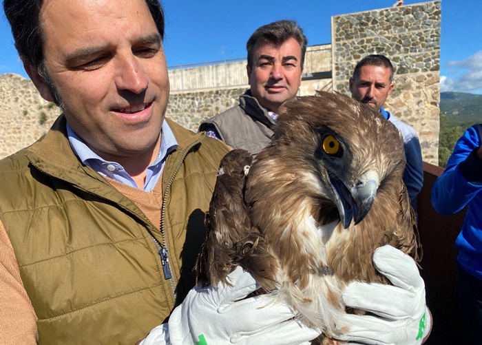 ejemplar adulto de águila culebrera