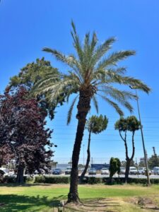 Palmera conmemorativa en refinería de La Rábida