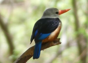 Isla de Fogo