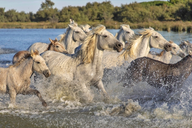 Caballos en la marisma