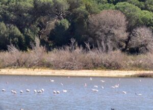 La Laguna del Portil